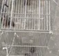 
                  Vídeo: Morcegos são resgatados após invadirem casa no bairro de Periperi, em Salvador