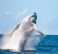 
                  Temporada de baleias jubartes promete estimular turismo em Prado-Ba