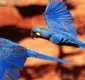 
                  Empresa especializada em turismo de natureza realiza trilha de observação de aves na Bahia; veja detalhes