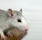 
                  Aumento dos casos de leptospirose na BA alerta para controle de ratos nos centros urbanos