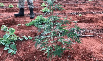 
		PF realiza operação de extinção de plantio de maconha no sudoeste da Bahia