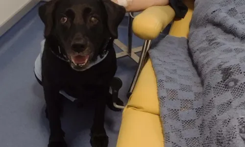 
				
					Cães terapeutas auxiliam no tratamento de pessoas internadas; saiba como funciona
				
				