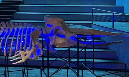 
				
					Museu Nacional completa 204 anos com exposição de baleia-cachalote
				
				