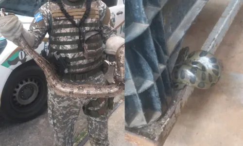 
				
					Vídeo: Três cobras são resgatadas em diferentes de bairros de Salvador
				
				
