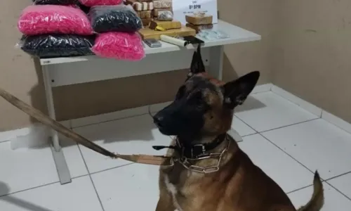 
				
					Porto Seguro: cerca de 14 kg de drogas são encontradas em imóvel, com ajuda de cão farejador
				
				