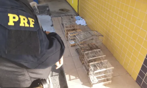 
				
					Drogas, arma, aves e carro roubado: PRF finaliza operação na BA com maior apreensão de anfetaminas do Brasil
				
				