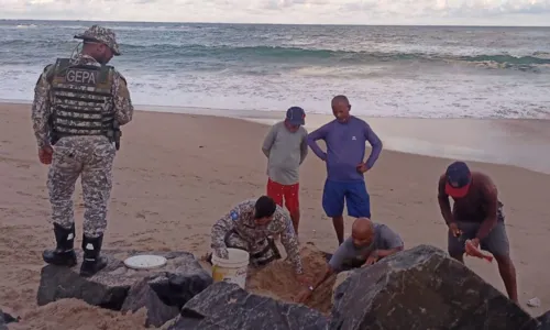 
				
					Guarda Civil resgata 80 ovos de tartaruga marinha na praia de Piatã, em Salvador
				
				