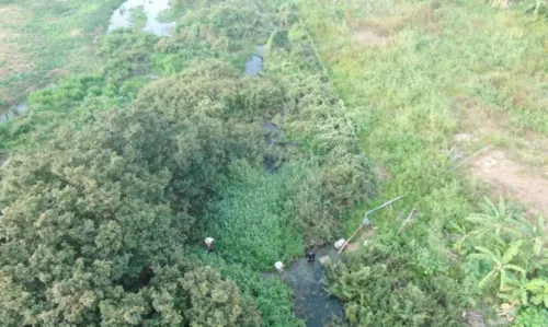 
				
					Cento e cinquenta quilos de maconha são apreendidos em fazenda próxima ao Rio São Francisco
				
				