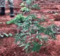 
                  PF realiza operação de extinção de plantio de maconha no sudoeste da Bahia