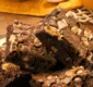 
                  Delícia: aprenda receita de brownie que leva nozes, castanha de caju e chocolate em cubos