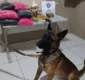 
                  Porto Seguro: cerca de 14 kg de drogas são encontradas em imóvel, com ajuda de cão farejador