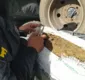 
                  Polícia Rodoviária apreende carro que transportava mais de 500kg de maconha em Amélia Rodrigues