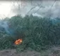 
                  Vídeo: Plantação com 90 mil pés de maconha é destruída às margens do Rio São Francisco