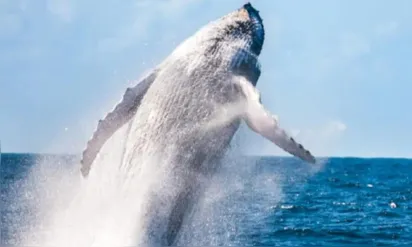 
		Baleia jubarte de 13 metros é encontrada morta em litoral da Bahia