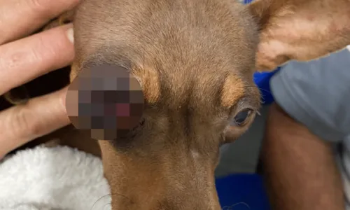 
				
					Homem é preso após atacar cadela a pauladas na Bahia; animal ficou com olho roxo
				
				