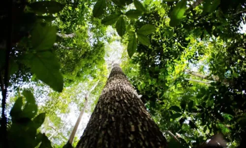 
				
					Bioma amazônico tem de 30 mil a 40 mil espécies só de plantas
				
				