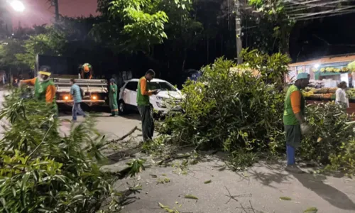
				
					Árvore cai na pista e parte do trânsito fica interditado na região do Imbuí, em Salvador
				
				