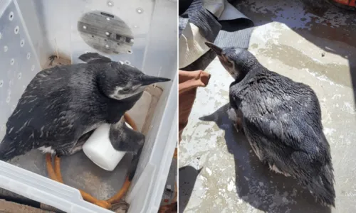 
				
					Pinguim é resgatado após aparecer em praia de Salvador; animal é o 3° salvo em julho
				
				