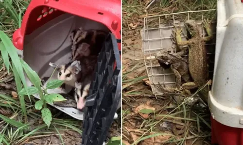 
				
					Mais de 60 animais resgatados em Salvador são soltos em reserva ambiental no interior
				
				