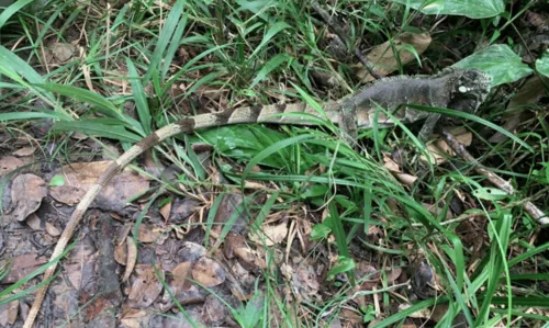 
				
					Mais de 60 animais resgatados em Salvador são soltos em reserva ambiental no interior
				
				