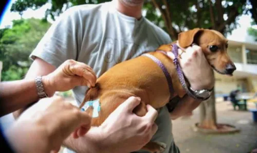 
				
					Mutirão cadastra animais para imunização gratuita contra 10 doenças em Salvador
				
				