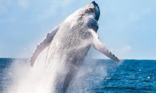 
				
					Museu do Mar, no Carmo, sedia evento de promoção do turismo de observação de baleias jubarte
				
				