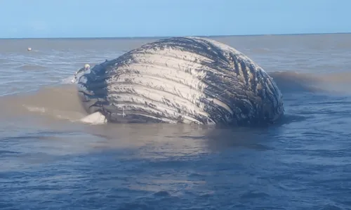 
				
					Vídeo: baleia jubarte encalha em praia no sul da Bahia
				
				
