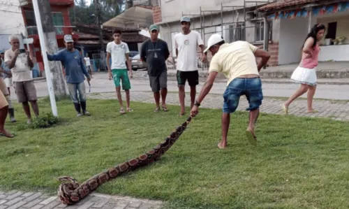 
				
					Cobra com cerca de três metros é encontrada em comunidade do sul da Bahia
				
				