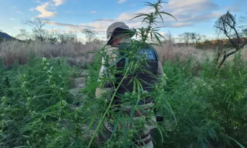 
				
					Cerca de 29 mil pés de maconha são erradicados no norte da Bahia
				
				