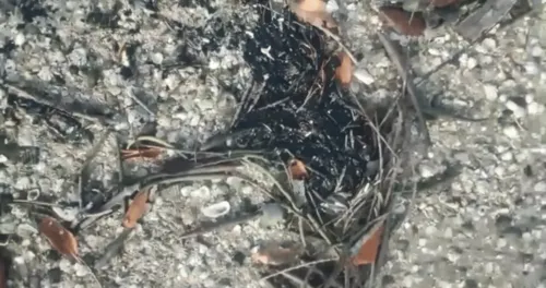 
				
					Manchas de óleo são registradas em praias da Região Metropolitana de Salvador
				
				