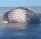
                  Cartilha reforça necessidade de cuidados redobrados em período migratório das baleias