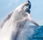 
                  Museu do Mar, no Carmo, sedia evento de promoção do turismo de observação de baleias jubarte