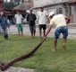 
                  Cobra com cerca de três metros é encontrada em comunidade do sul da Bahia