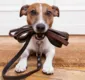 
                  Uso de coleiras de pescoço e enforcadores em cães não são recomendados por especialistas