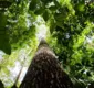 
                  Bioma amazônico tem de 30 mil a 40 mil espécies só de plantas