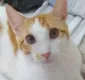
                  Tutoras de gato com 'coronavírus felino' criam vaquinha virtual para custear tratamento; saiba como ajudar