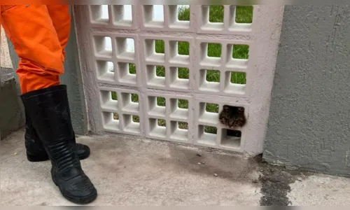
				
					Gato é resgatado após ficar preso em um muro no extremo sul da Bahia
				
				