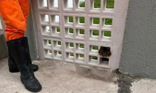 
				
					Gato é resgatado após ficar preso em um muro no extremo sul da Bahia
				
				
