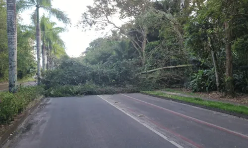
				
					Árvore cai e interdita avenida no bairro de Patamares, em Salvador
				
				