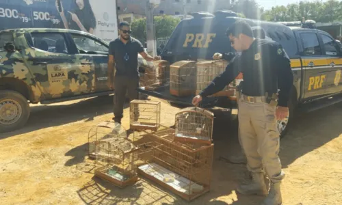 
				
					Aves silvestres são resgatadas após serem encontradas em rodovia na Bahia
				
				