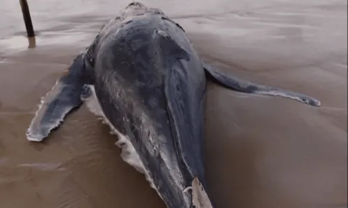 
				
					Filhote de baleia jubarte é encontrado morto em praia de Ilhéus, na Bahia
				
				