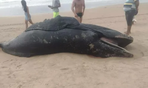 
				
					Filhote de baleia é encontrado morto na praia de Ipitanga 
				
				