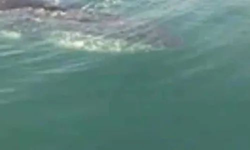 
				
					Vídeo: baleia é vista na região do Porto da Barra em Salvador
				
				