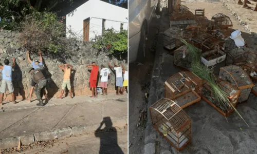 
				
					Operação resgata 23 aves e 12 homens são detidos na Santa Cruz, em Salvador
				
				