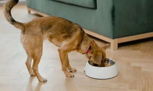 
				
					Projeto em Salvador arrecada ração, medicamentos e itens para cães e gatos; saiba como doar
				
				