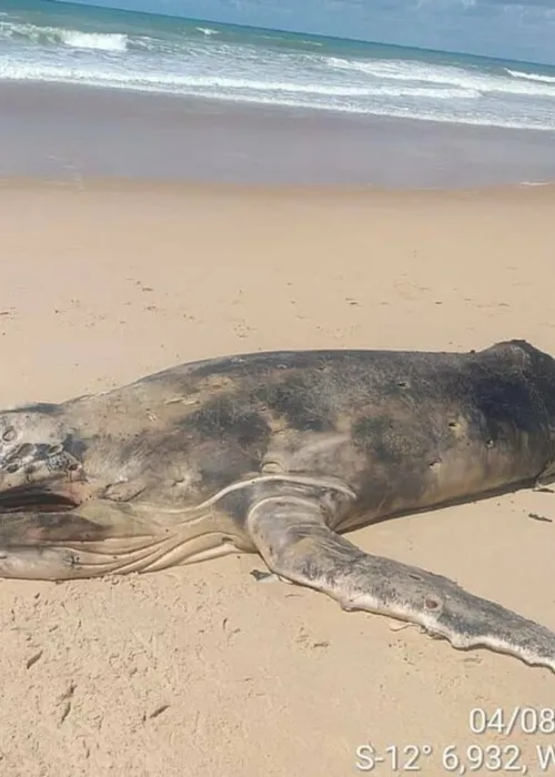 
				
					Filhote de baleia jubarte é encontrado morto em Baixios
				
				