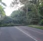 
                  Árvore cai e interdita avenida no bairro de Patamares, em Salvador