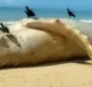 
                  Baleia de 12 metros é encontrada morta em praia no extremo sul da Bahia