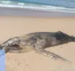 
                  Filhote de baleia jubarte é encontrado morto em Baixios