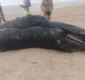 
                  Filhote de baleia é encontrado morto na praia de Ipitanga 